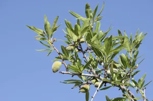 Almond tree (Prunus dulcis, Prunus amygdalus)