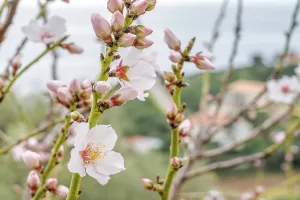 Detail of almonds in bloom in front of the village of Cargese on the west coast