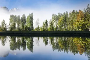 Almsee lake, trees with reflection in autumn