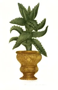 Aloe africana caulescens, a plant species of the genus Aloes