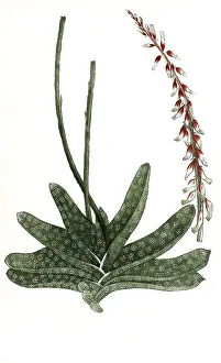 Aloe africana maculata flore rubro secunda