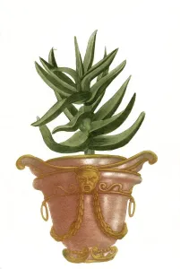 Aloe africana perfoliata glaua non spinosa