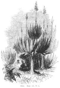 Aloe (aloe soccotrima), people