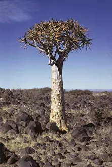 Aloe (Aloe sp.)