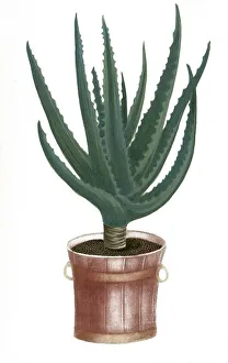 Aloe socotorina vera, Aloe succotrin