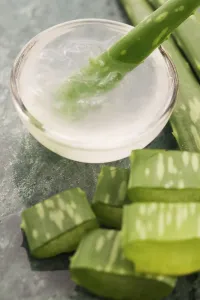Aloe vera juice with fresh leaves