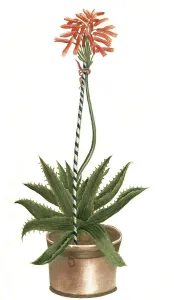 Aloe vera minor, a plant species of the genus Aloes