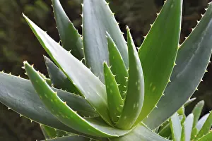 Aloe vera plant (Aloe vera)