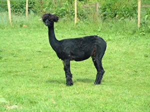 Alpaca, alpacas (Vicugna pacos)