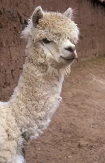 Alpaca, Cusco, Andean highlands
