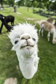 Alpaca funny face close up portrait