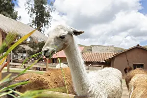 Alpaca and Llama Farm, near Cusco, Peru