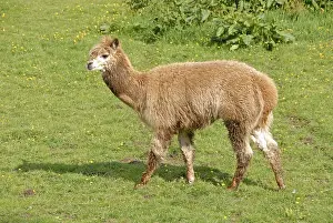 Alpaca (Llama pacos) adult, kept as pet