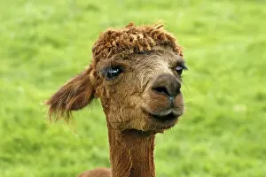 Alpaca, (Llama pacos), Pako, Alpaca (Vigugna pacos)