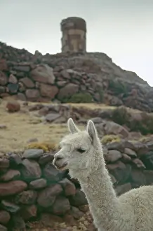 Alpaca in front of the Sillustani ruins on Lake Umayo near Puno