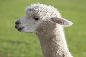 Alpaca (Vicugna pacos), animal portrait