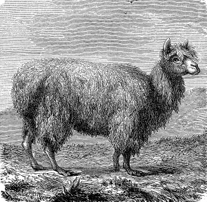 Alpaca, Vicugna pacos, illustration from 1880