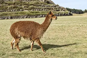 Alpaca (Vicugna pacos), near Cusco