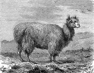 Alpaca, Vicugna pacos, also Pako