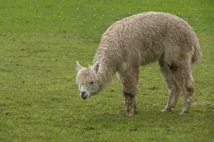Alpaca (Vicugna pacos), Palatinate