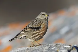 Alpenbraunelle, Alpine Accentor