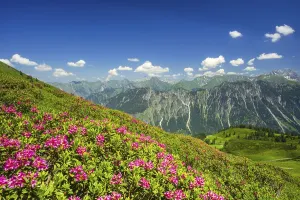 Alpenrosenbluete, Panorama of the Fellhorn