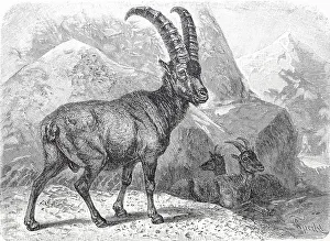 Alpensteinbock, oder Gemeiner Steinbock