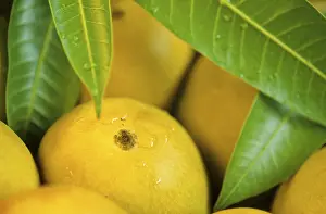Alphonso mangoes, india