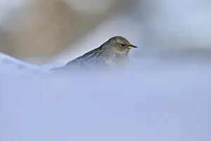 Alpine accentor (Prunella collaris)