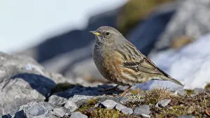 Alpine Accentor (Prunella collaris)