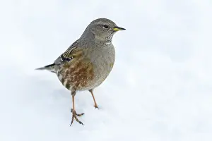 Alpine Accentor (Prunella collaris)