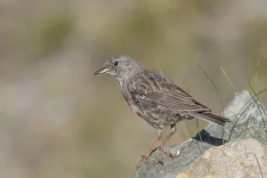 An Alpine Accentor (Prunella collaris) stands on a rocky surface beneath clear ski slopes