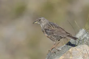 An Alpine Accentor (Prunella collaris) stands on a rocky surface beneath clear ski slopes