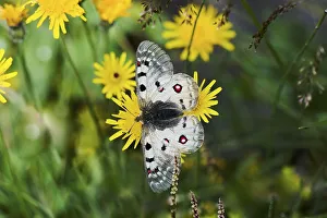 Alpine Apollo (Parnassius sacerdos)