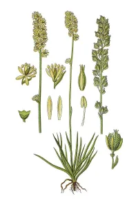 Alpine asphodel (Tofieldia calyculata)