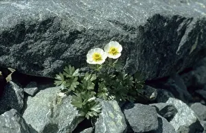 Alpine buttercup (Ranunculus alpestris)