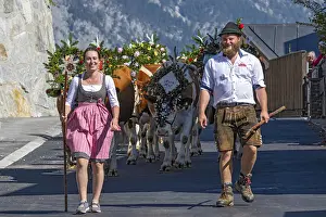 Alpine cattle drive through the village of Terfens