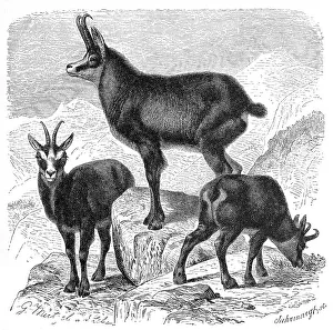 Alpine chamois (Rupicapra rupicapra)