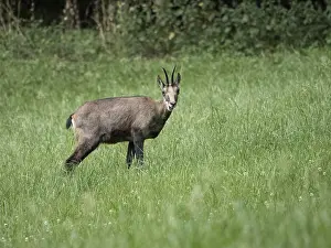 Alpine chamois standing in a green Swiss meadow at the forest edge
