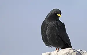 Alpine chough