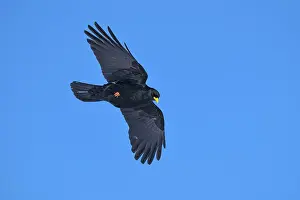 Alpine chough (Pyrrhocorax graculus)