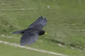 Alpine chough (Pyrrhocorax graculus)
