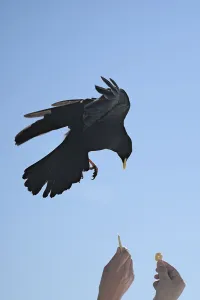 Alpine chough (Pyrrhocorax graculus)