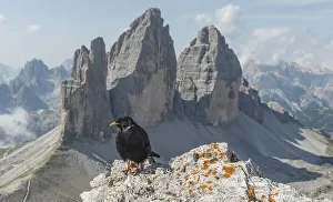 Alpine Chough (Pyrrhocorax graculus) sits on rocks