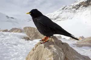 Alpine Chough or Yellow-billed Chouch (Pyrrhocorax graculus) perched on a rock