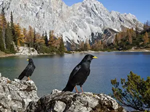 Alpine choughs (Pyrrhocorax graculus)