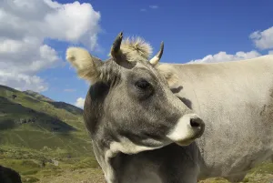Alpine cow, Alpine cow