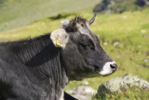 Alpine cow, Alpine cow