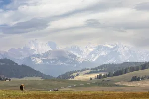 Alpine cow resting on green mountain meadow in sunlight with scenic Dolomites landscape in the background