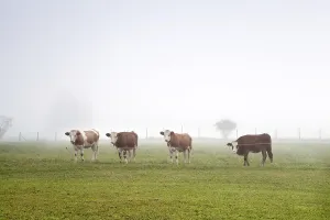 Alpine cows on pasture in morning fog
